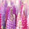 Wallpapers Collection Nature Edition for new iPhone and new iPad