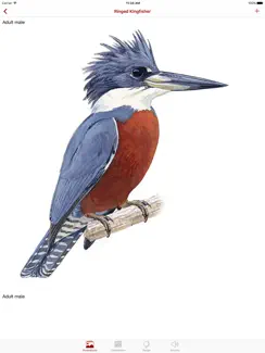 Birds of Peru iPad image 2