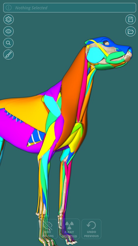 Visual Anatomy - Canine - Medical App | MWM