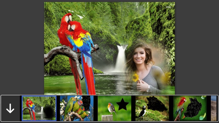 Bird Photo Frames - Creative Frames for your photo