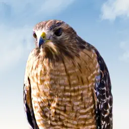 Hawk Sounds! app icon
