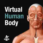 Virtual Human Body App Problems