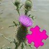 Medicinal Plants Puzzle