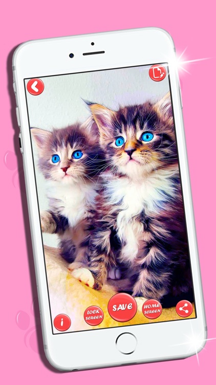 can cats and dogs see phone screens