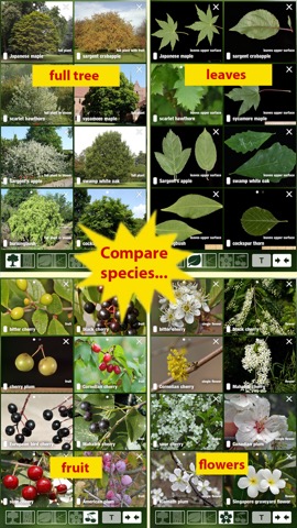 Tree Id USA - identify over 1000 of America's native species of Trees, Shrubs and Bushesのおすすめ画像4