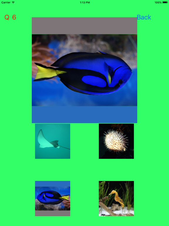 Which Is The Same Fish? for Clownfish and Friends iPad screenshot 4 - Games app