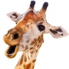 Live Giraffes – funny Stickers Smileys & Emoji