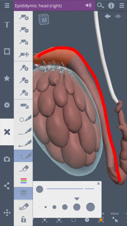 Male Pelvis: 3D Real-time screenshot-4