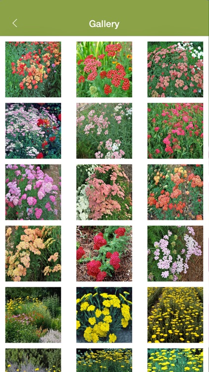 Armitage's Greatest Garden Plants