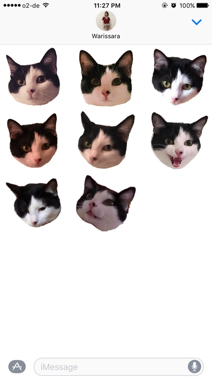 Muffin the cat
