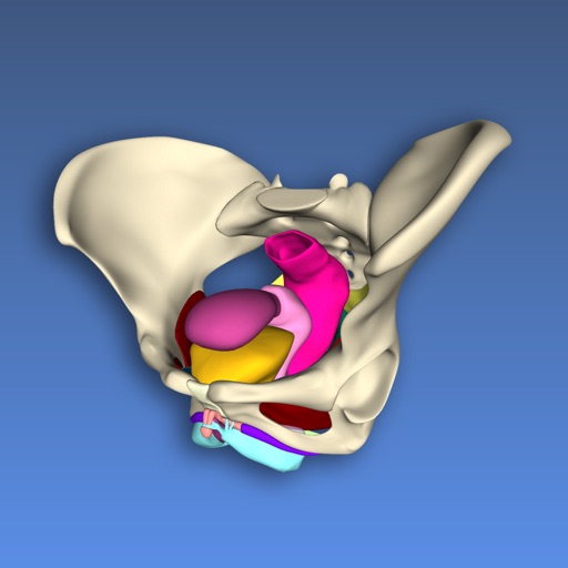Understanding Female Pelvic Anatomy in 3D