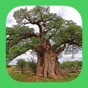 ETrees of Southern Africa app download
