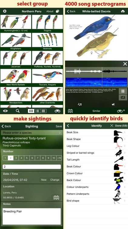 All Birds Northern Peru - a field guide to all the bird species recorded in this region of South America screenshot-4