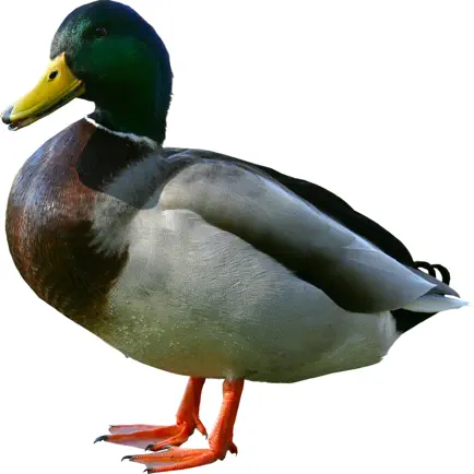 Duck Calls - High Quality Hunting Sounds Читы