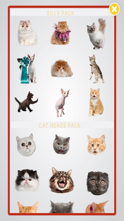 Cat Bomb- photobomb with cats for IG, FB, Snapchat