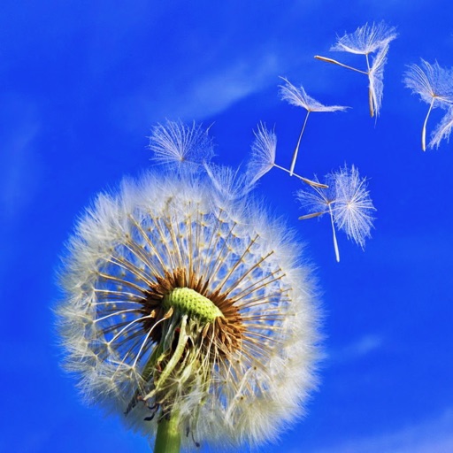 Medicinal Plants Collection HD icon