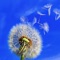 Medicinal Plants Collection HD is a great collection with the most interesting photos and info