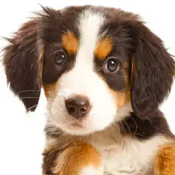 Animal Sounds Free app icon