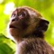 If you want to hear monkey sounds, this app is for you