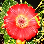 Jigsaw Puzzles Flower Quest