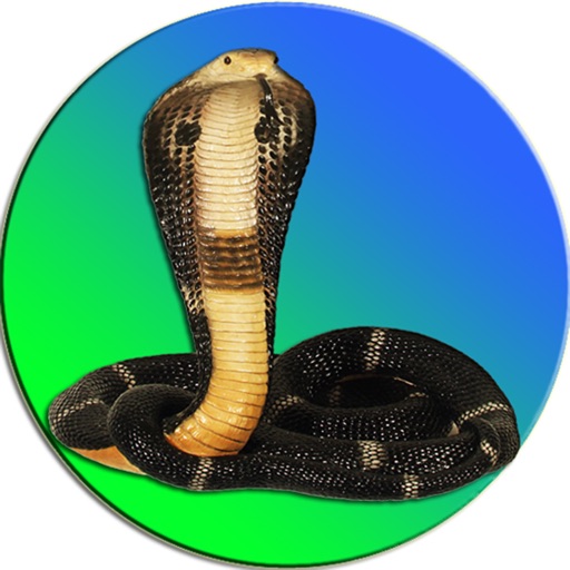 Snake On Screen Cobra Simulator