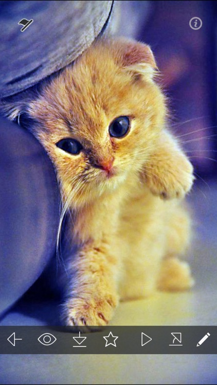 Cute Kitty Wallpapers HD - Cat & Kitten Pictures by Utpal Vaishnav