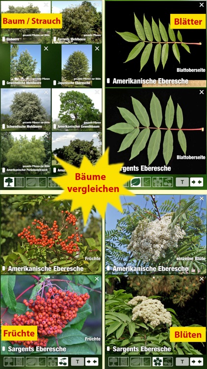 Alle Bäume Schweiz - 1000 Baumarten und Sträucher bestimmen + alle Parkbäume und Ziersträucher identifizieren screenshot-3