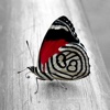 Butterfly Wallpapers, Colorful Butterflies Photos