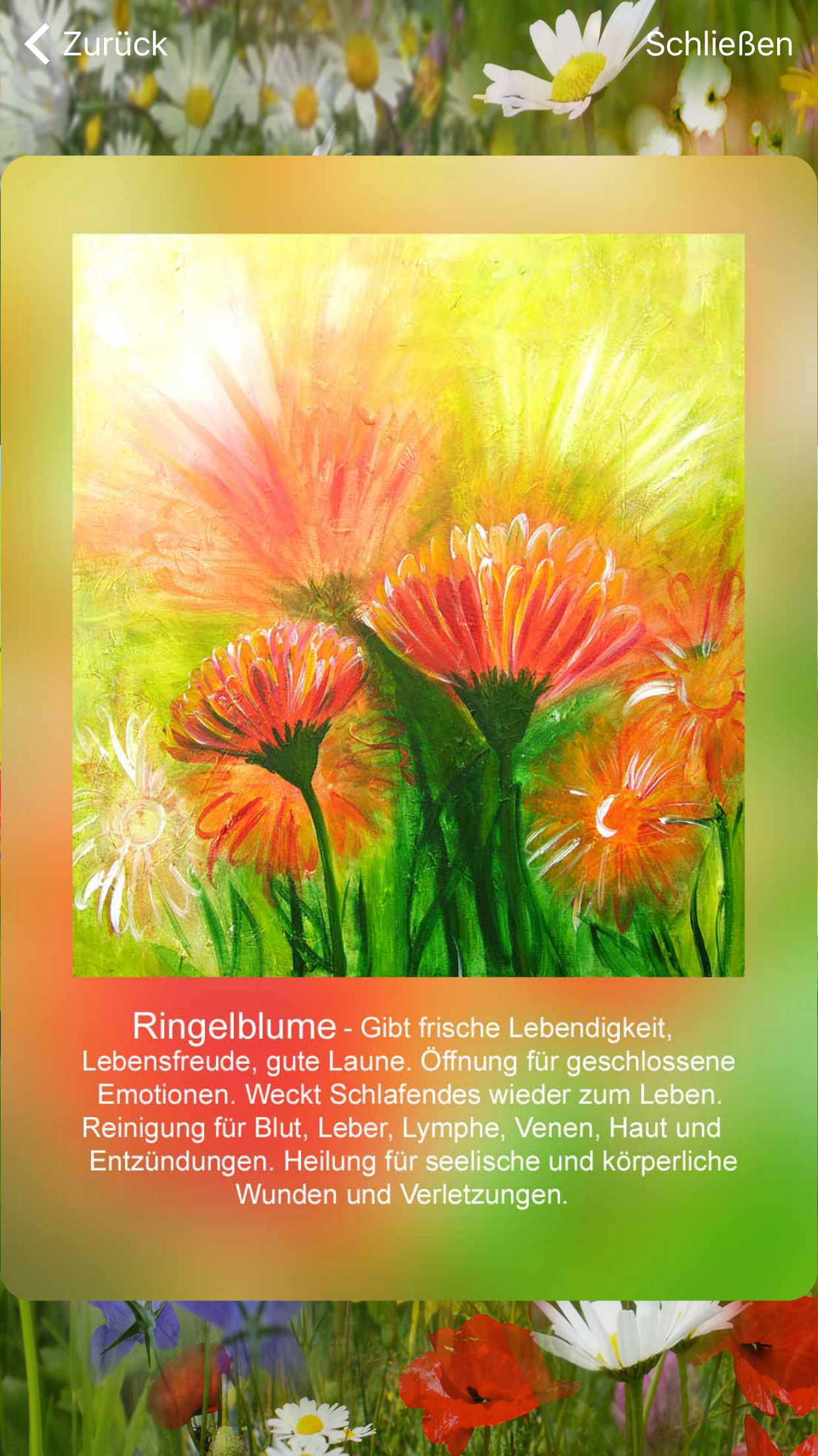 Heilpflanzen Karten