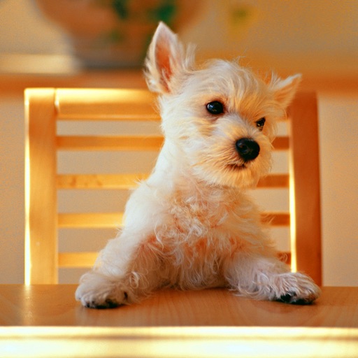 Dogs Gallery icon