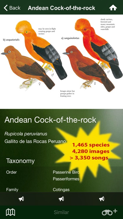 All Birds Northern Peru - a field guide to all the bird species recorded in this region of South America
