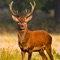 Deer Hunter Game : Best Deer Hunting in Sniper Shooting Game of 2016