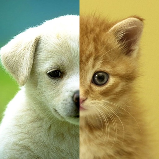 My Cats  Dogs Cute Cat Dog Kitten WallpapersMy Cats  Dogs Cute Cat Dog  Kitten Wallpapers插件下载Chrome网上应用店