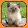 Cat Breeds Free