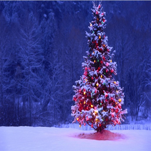 Christmas Facts Messages & Images / New Messages / Latest Messages / Christmas Greetings icon