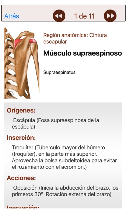 Atlas Músculo-esquelético screenshot-3