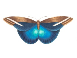 Butterflies Variety Pack for iMessage