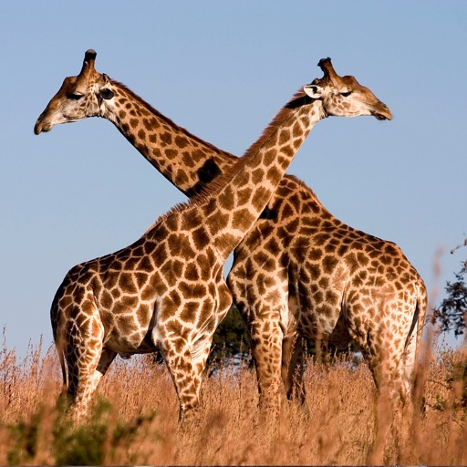 Giraffe Premium Photos and Videos icon