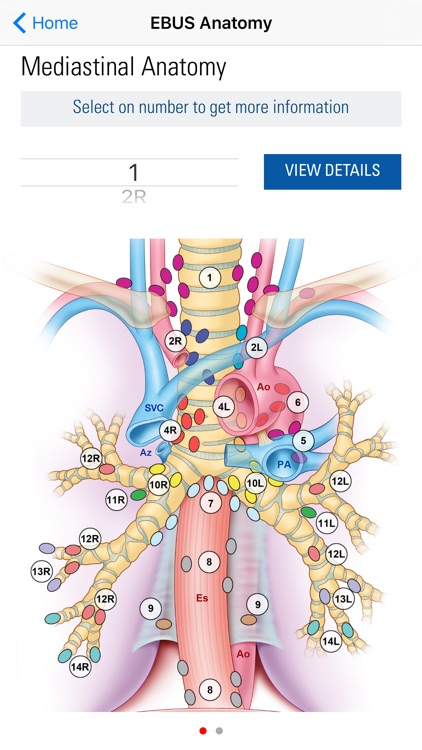 AABIP Clinician’s Guide to EBUS