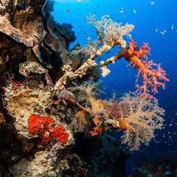 Diving in Egypt