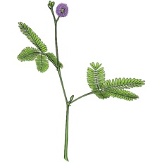 Activities of Mimosa pudica