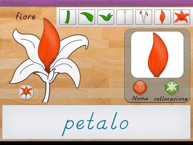 Le parti delle piante - Montessori botanica