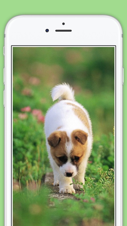 Cute Puppies animal Wallpapers, photos and Images screenshot-3