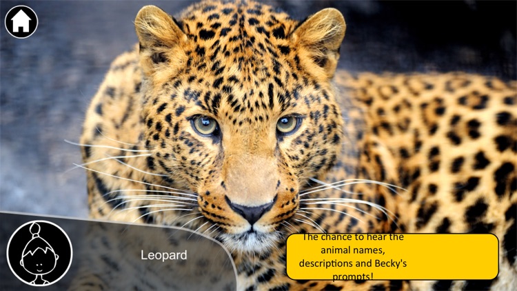 Animals Live screenshot-3