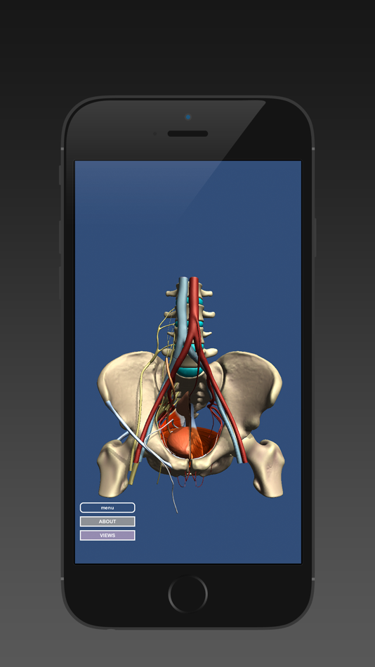 Anatomy of the Male Pelvis - 1.4 - (iOS)