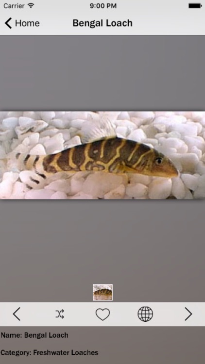Fish Fresh Water Info