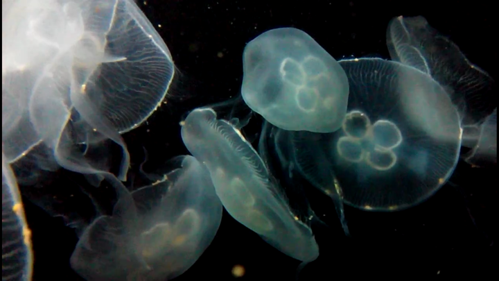 Screenshot #3 pour Real Aquariums HD