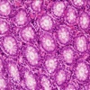 Histology Glossary:Cell and Molecular Biology