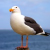 Seagull Sounds icon