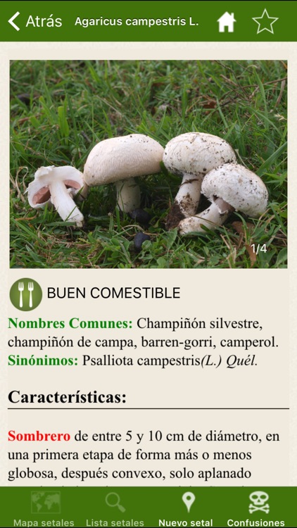 Fungipedia